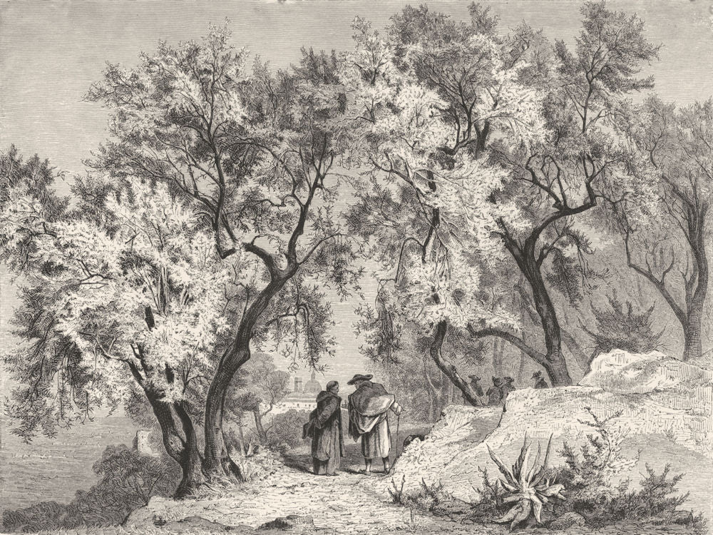 ITALY. Olive Grove near Venafro 1877 old antique vintage print picture